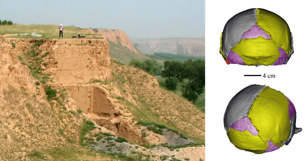 许家窑人遗址（左）及其发现的古人类化石复原头骨（右）。（中科院古脊椎所供图）