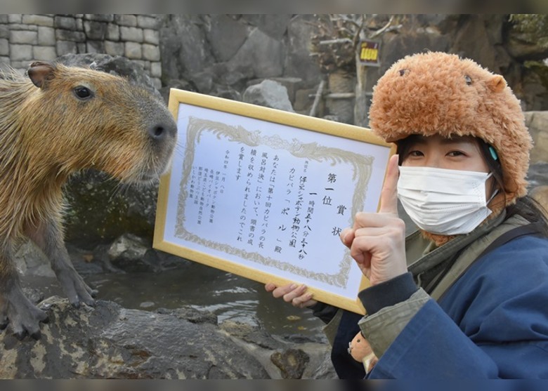 日本动物园举行第10届“水豚最长泡温泉时间比赛”