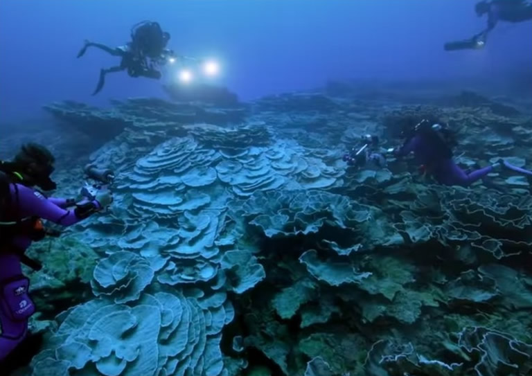 南太平洋群岛法属玻利尼西亚大溪地海域发现一片呈玫瑰状的巨大珊瑚礁