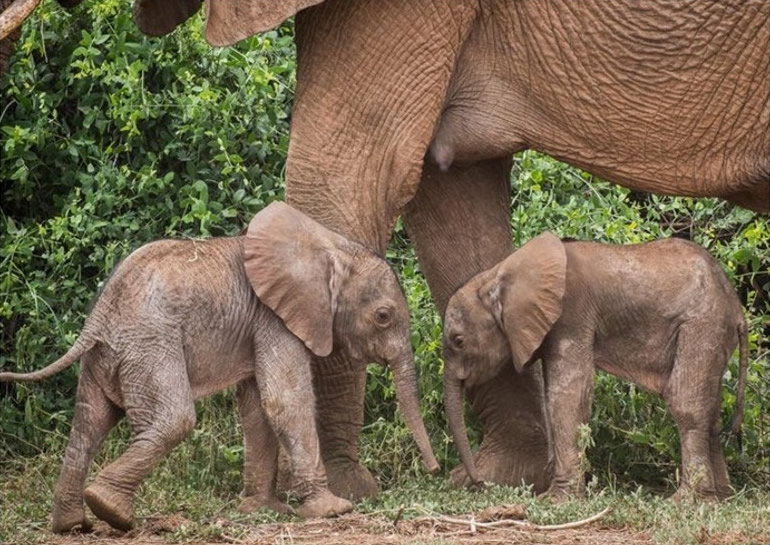 肯尼亚桑布鲁国家保护区雌象成功产下一对龙凤胎 诞下双胞胎的机会只有1%