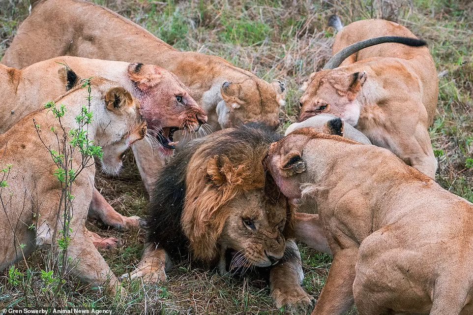 肯尼亚一头公狮试图抢走母狮群捕获的水牛 被咬掉一颗睾丸