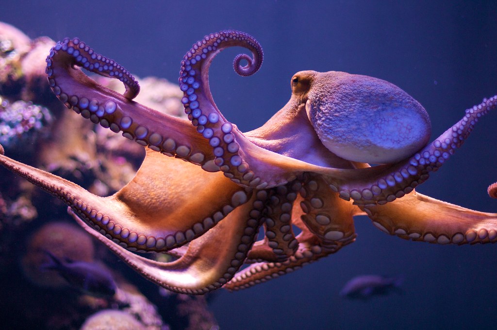 《生物物理学和分子生物学进展》：章鱼、鱿鱼、墨鱼等头足类动物可能起源于外太空
