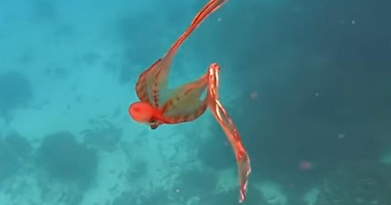 海洋生物学家在澳大利亚海岸Lady Elliot岛附近浮潜时拍摄到罕见毯子章鱼