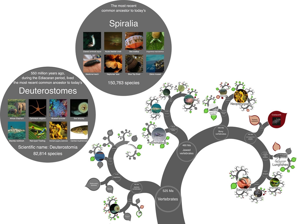 OneZoom涵盖了220万种现生物种，并透过「生命之树」（tree of life）将各个物种彼此连结。图片来源：《生态学与进化方法》／BES journal
