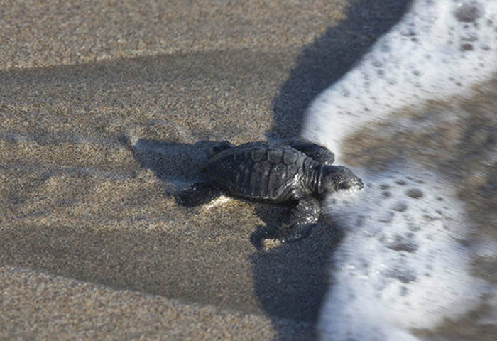 全球暖化严重！研究发现出生海龟宝宝的性别严重失衡 恐会影响繁
