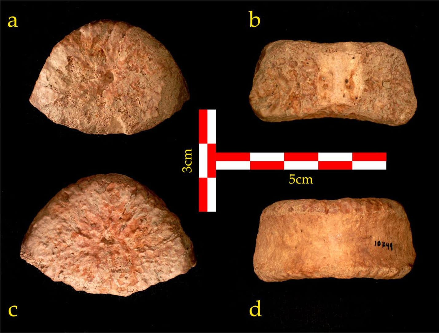以色列研究人员鉴定出在约旦河谷发掘的一块化石属于150万年前古人类儿童