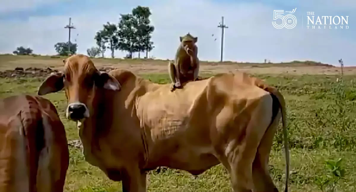 泰国一只野猴为农场主人打工放牛 以劳力换取玉米