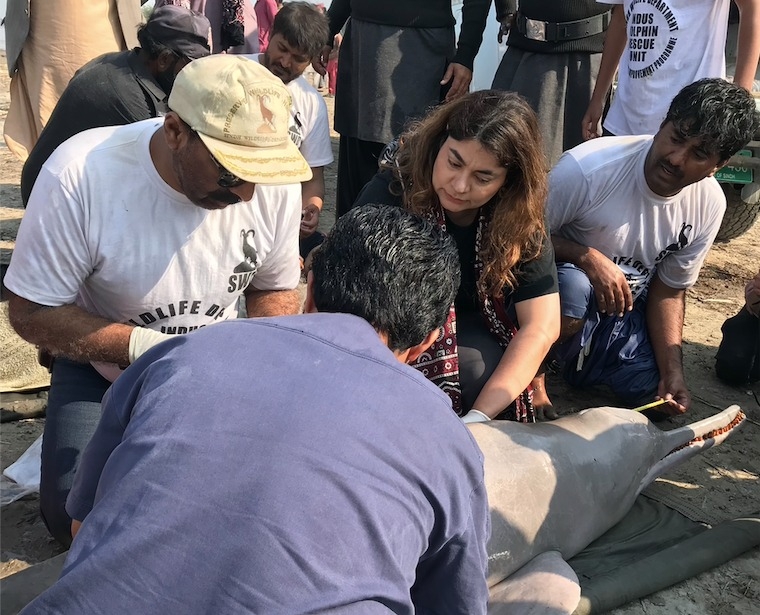 世界自然基金会(WWF)专家与巴基斯坦信德省野生动物部合作,成功用卫星讯号发射器标记三只濒危的印度河豚。图片来源:Janan Sindh/WWF
