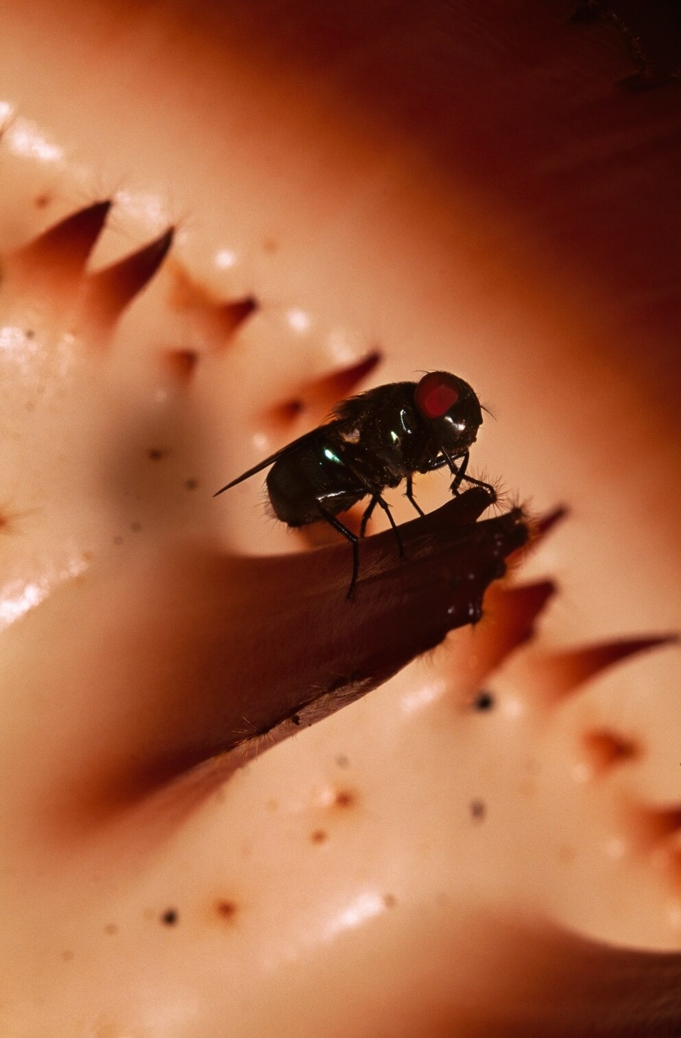 丽蝇为大花草授粉；它们是少数几种受到大花草吸引的动物之一。 PHOTOGRAPHS BY FRANS LANTING, NAT GEO IMAGE COLLEC