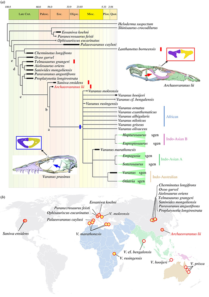 巨蜥类的系统发育学（A）和巨蜥类化石的地理分布（B）：始祖巨蜥（Archaeovaranus lii）是巨蜥属（Varanus）的最近属种