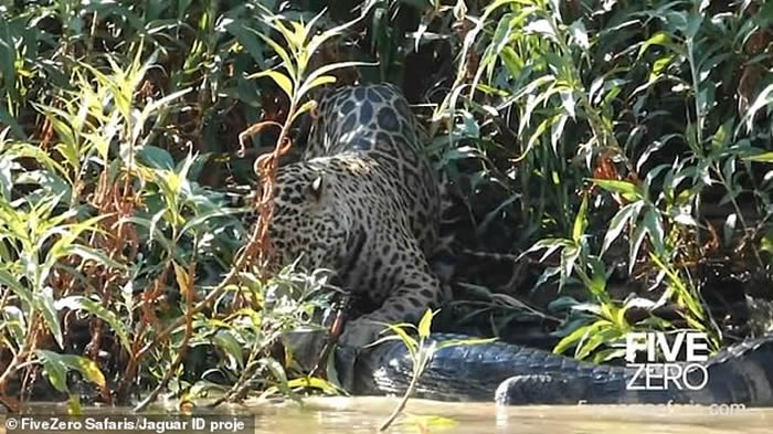 Abigail Martin：巴西潘特纳尔湿地美洲豹猎杀眼镜凯门鳄