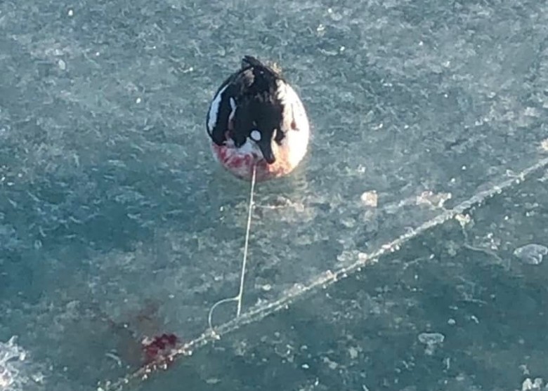 ������Ъ����һֻѼ��������h���ܶ��� ���幤���