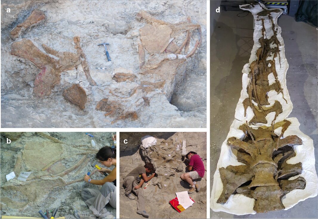西班牙比利牛斯山南部发现恐龙新物种A. kuehnei 是欧洲大陆发现的最完整雷龙