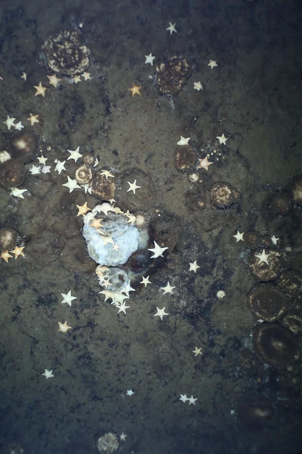 在北冰洋的一座海底山，海星聚集在一只已死或垂死的海绵上；它的身上覆盖了一层白色的细菌毯，科学家很惊讶那里居然有数以千计的海绵。 PHOTOGRAPH COURT