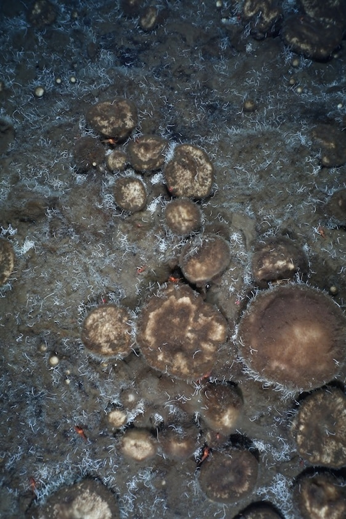 海绵覆盖一座海底山的表面，它们在共生菌的帮助下，以化石化的管虫为食。 PHOTOGRAPH COURTESY OF ALFRED WEGENER INSTITU