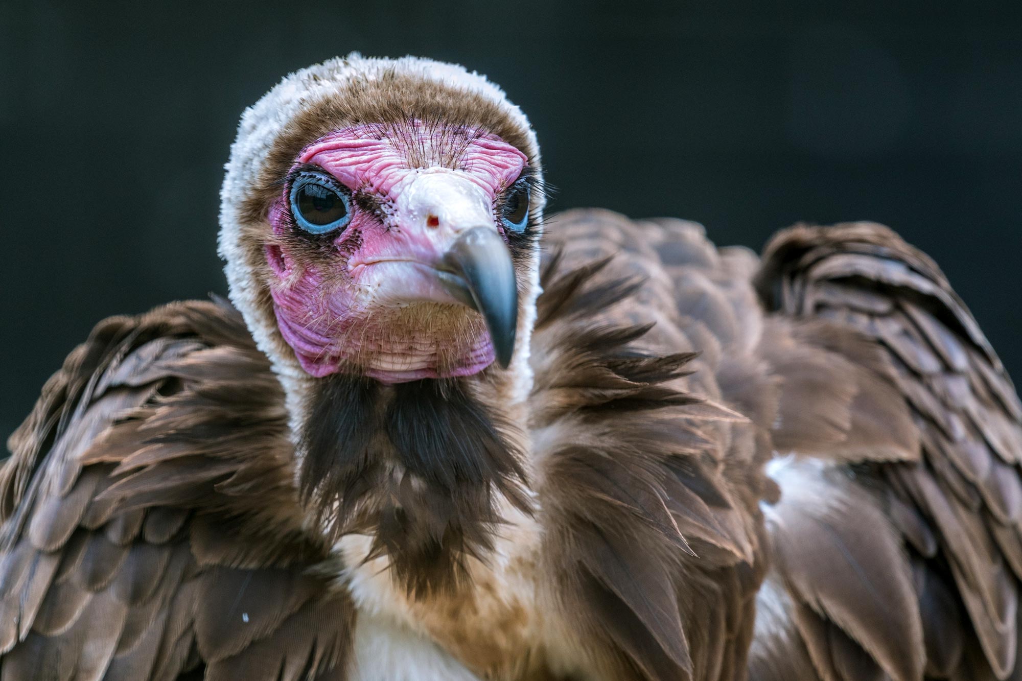 世界范围内秃鹰数量减少可能带来严重的疾病风险