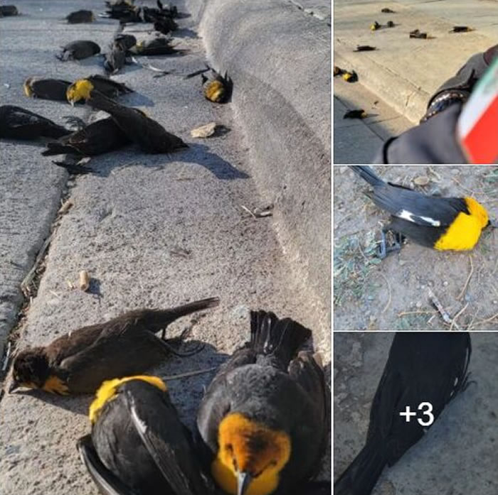 墨西哥奇瓦瓦街头数百只黄头黑鹂神秘从天而降 数十只死亡