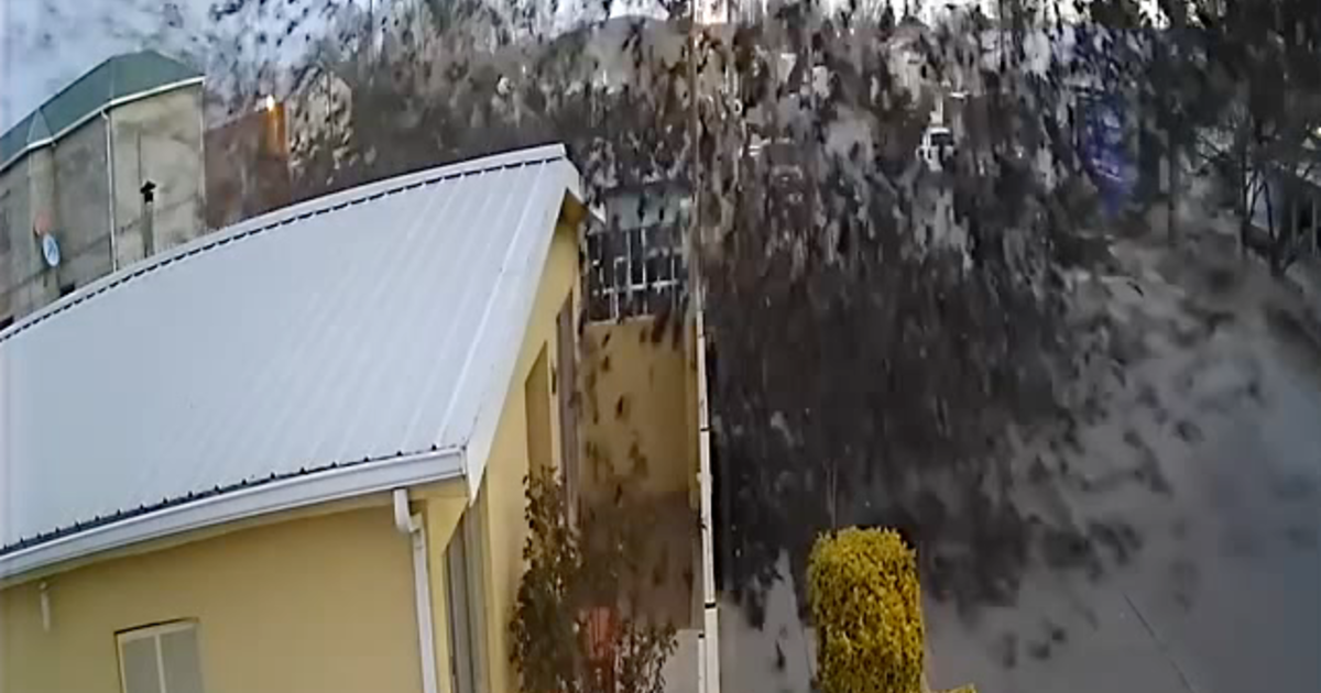 墨西哥奇瓦瓦街头数百只黄头黑鹂神秘从天而降 数十只死亡