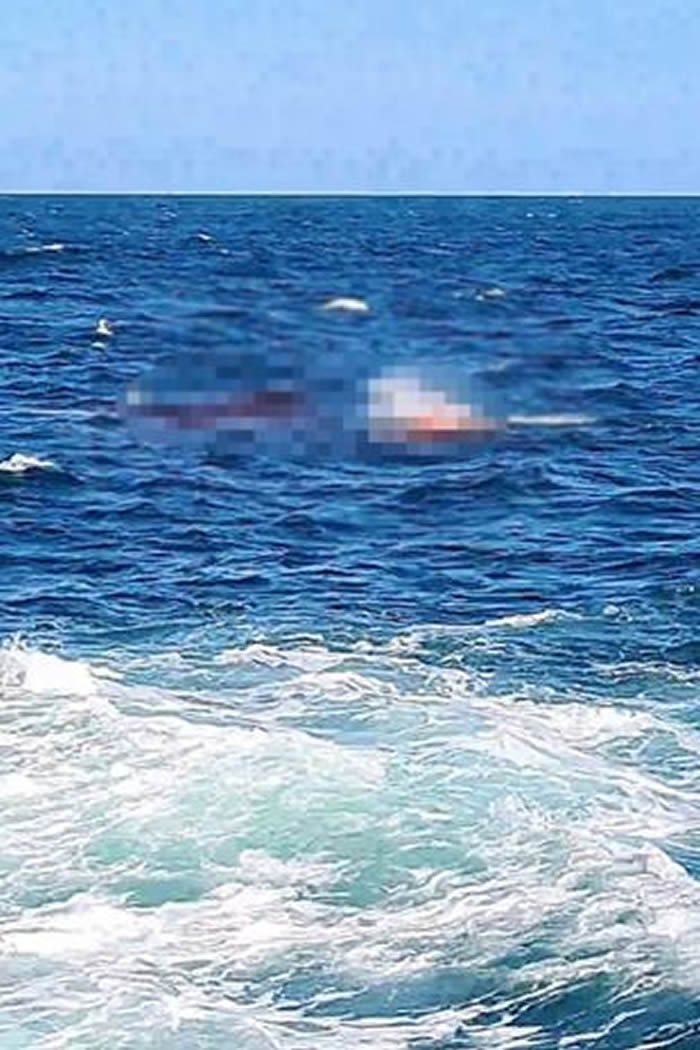 鲨鱼闯澳洲悉尼沙滩咬死人 近60年来首次