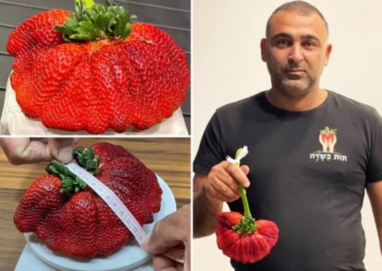 以色列农夫种出289克超大士多啤梨 获健力士世界纪录认证