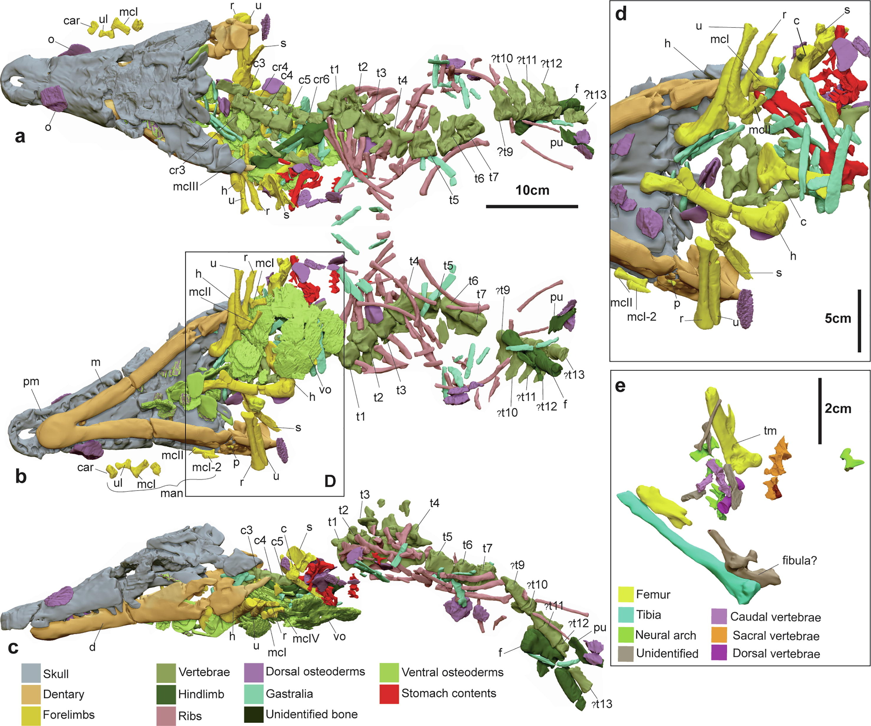 ʿֻԿ㻯ʯConfractosuchus sauroktonos