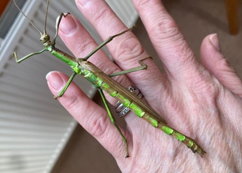英国伦敦自然历史博物馆证实一名女子的宠物竹节虫是稀有的雌雄同体