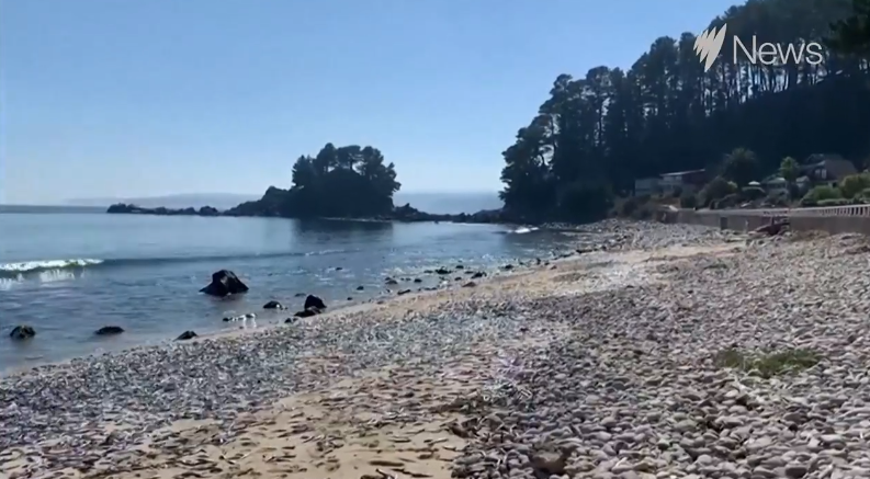 数千条死鱼被冲上智利海滩
