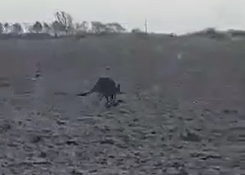 丹麦东南部有司机发现一只袋鼠竟在田野间跳跃
