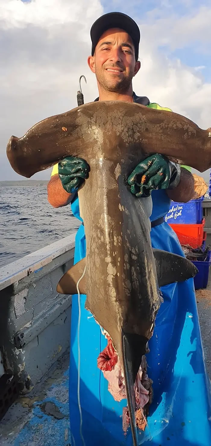 澳洲渔民在接连钓到3条鲨鱼都是只剩下头部 有更凶猛的虎鲨在附近?