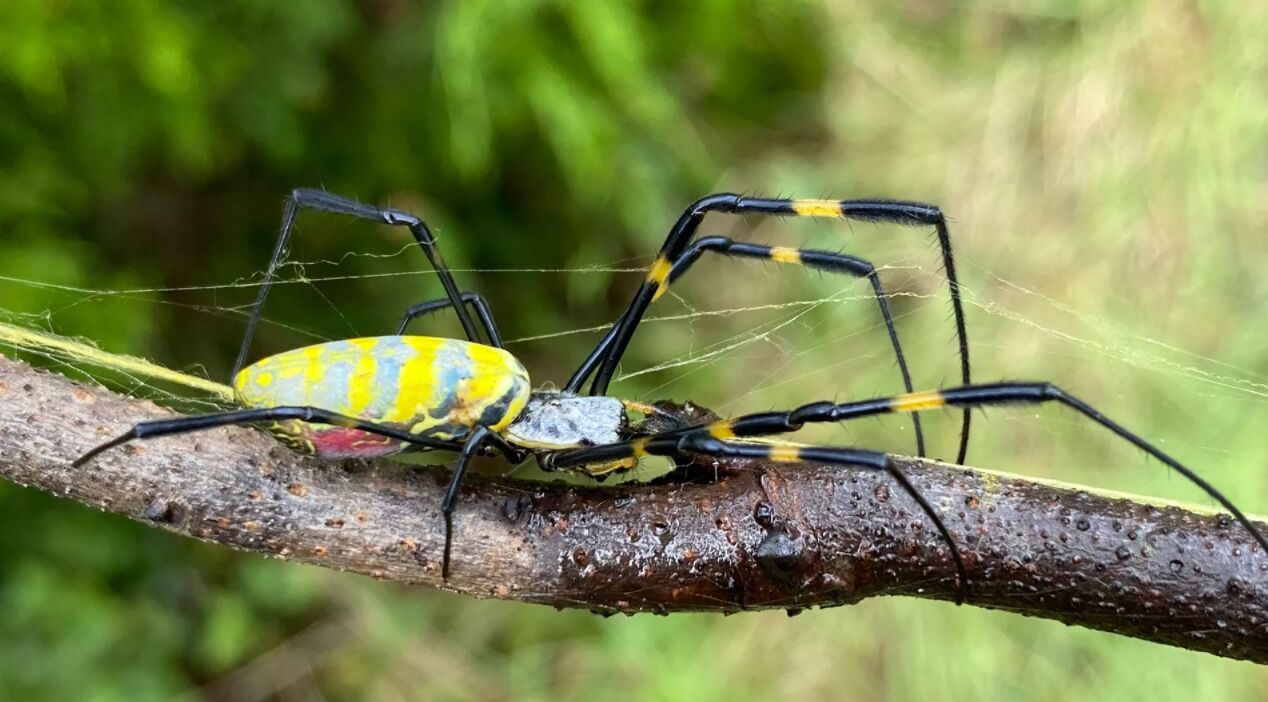 《生理昆虫学》杂志：没有必要杀死色彩鲜艳的入侵性Joros蜘蛛