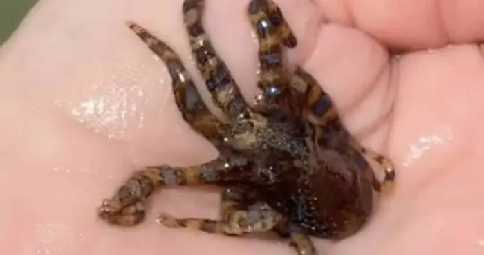 澳洲网友在海边捞起含有剧毒的篮圈章鱼 一只就足以毒死26个成年人