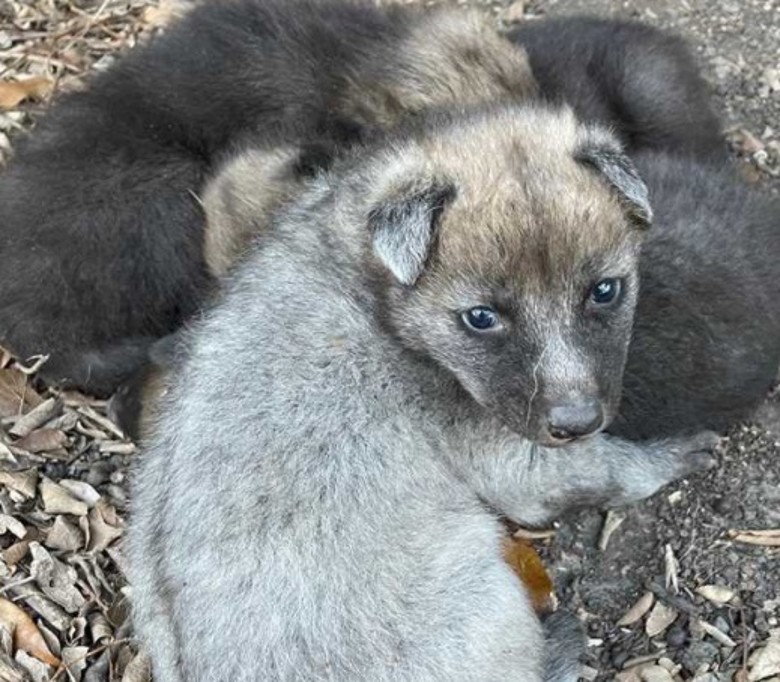 美国新奥尔良的奥杜邦动物园一对鬃狼成功产下4只小狼
