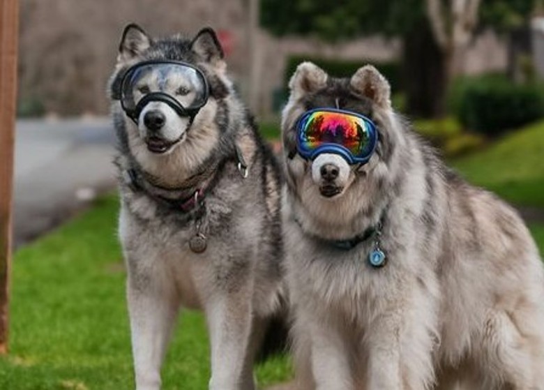 ͼʿȮ۶ʧȥ ͬסİ˹ѩȮ벻