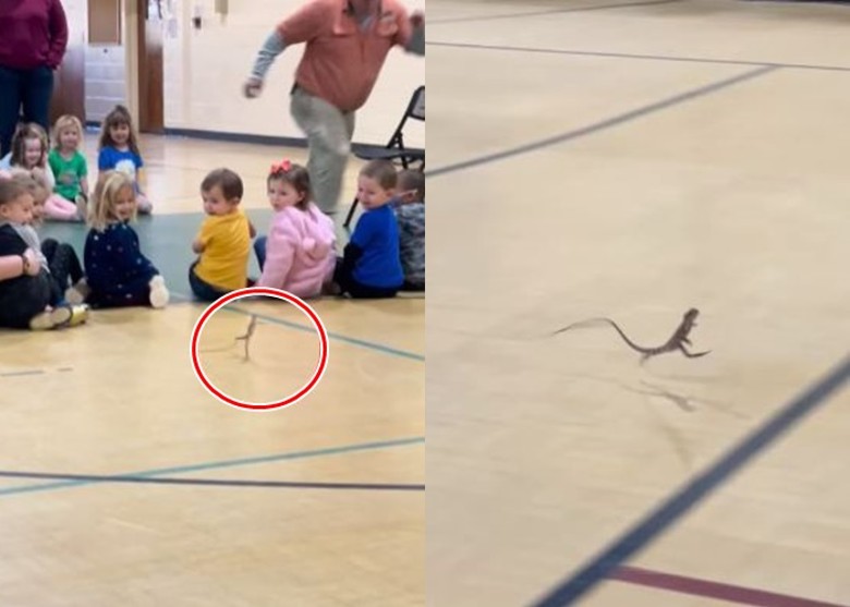 ����һֻ˫������Ӷ�ͯΧ���дܳ����ٿ� ���˶�Ц����