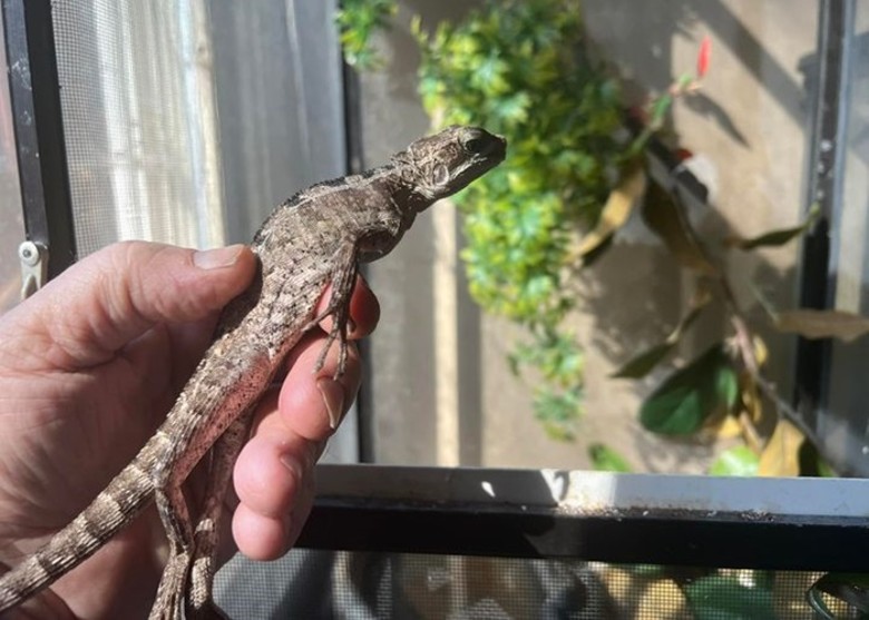 ����һֻ˫������Ӷ�ͯΧ���дܳ����ٿ� ���˶�Ц����