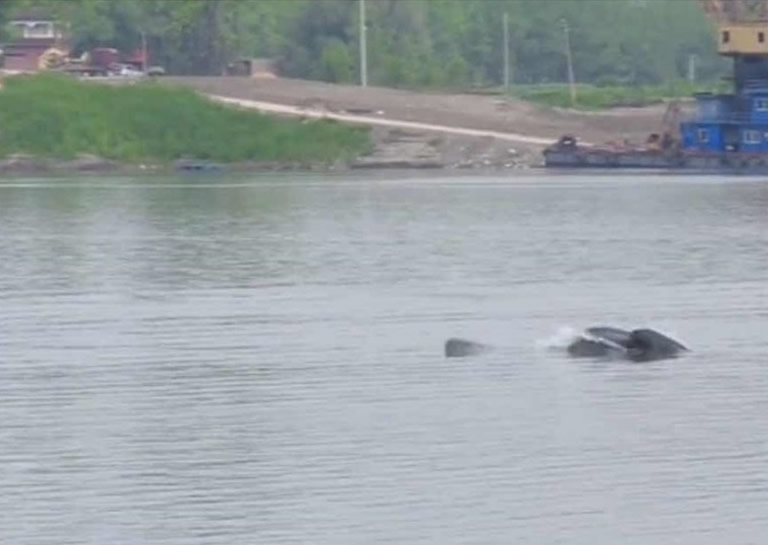 ������̬�����𲽸��� ����һ���������ﳤ������ƵƵ�����Ϻ�������������ɳˮ��