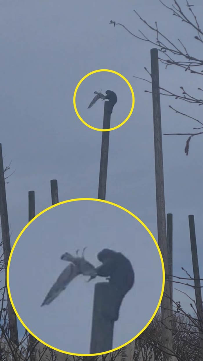 英国柴郡的切斯特动物园猴子爬上6公尺高木杆上徒手抓住凌空飞过的海鸥撕碎吞食