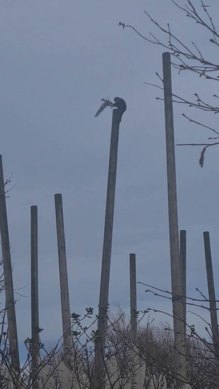 英国柴郡的切斯特动物园猴子爬上6公尺高木杆上徒手抓住凌空飞过的海鸥撕碎吞食