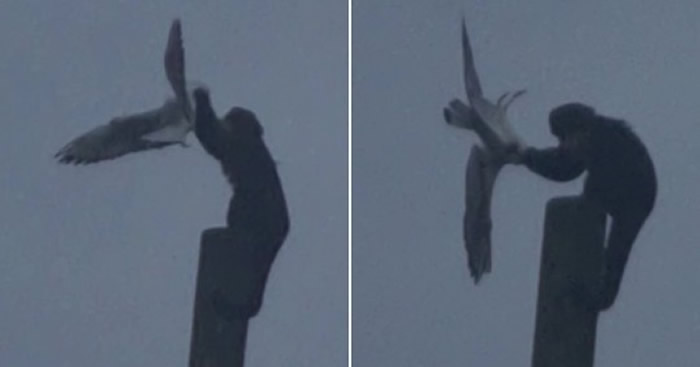 英国柴郡的切斯特动物园猴子爬上6公尺高木杆上徒手抓住凌空飞过的海鸥撕碎吞食