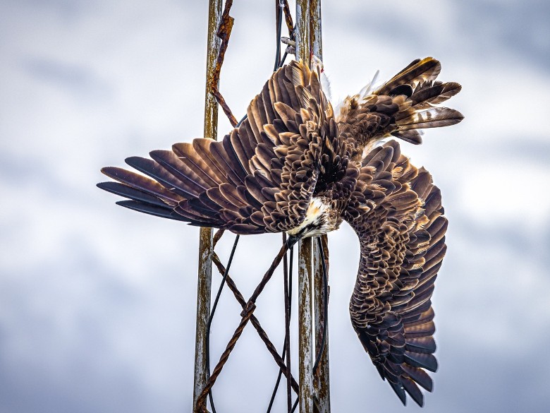 澳洲南澳省稀有东部鱼鹰撞上天线塔被困受伤 保育机构救助放归大自然
