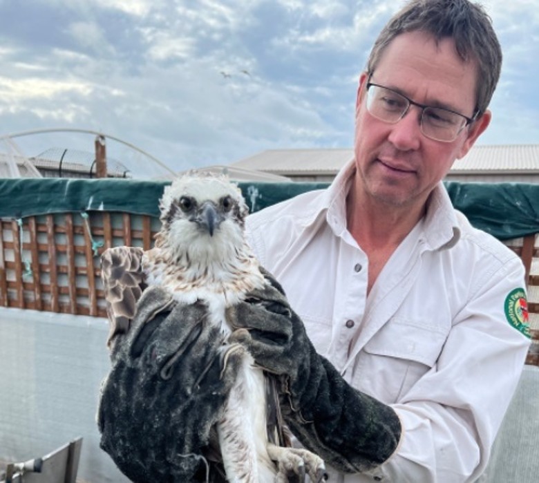 澳洲南澳省稀有东部鱼鹰撞上天线塔被困受伤 保育机构救助放归大自然