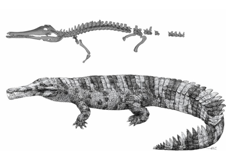 日本发现的远古鳄鱼近亲新物种曾在中国南部存活并与人类共存
