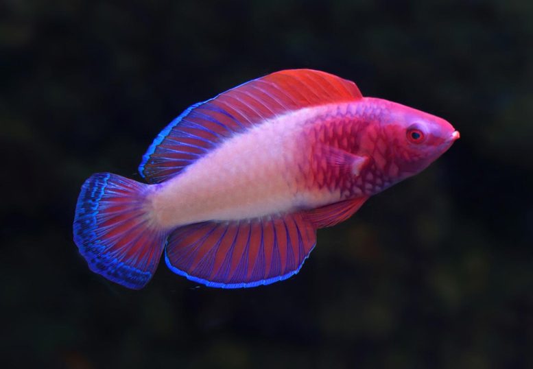 ˾֣̾Rose-Veiled Fairy Wrasse