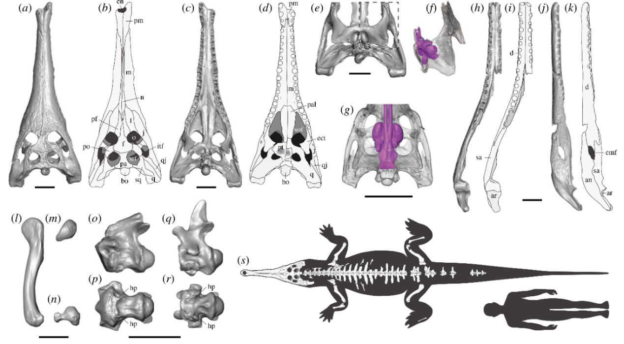 中华韩愈鳄标本的三维和CT扫描以及与人类大小对比的示意图（人高1.8米）