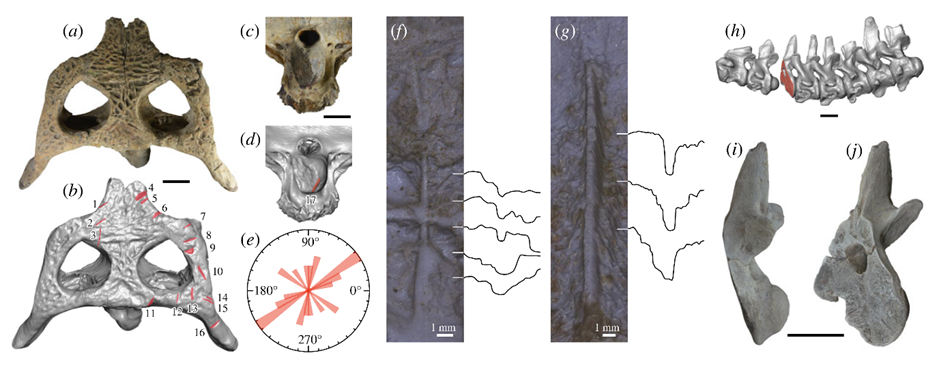 中华韩愈鳄标本头骨和颈椎的照片以及扫描影像中发现有多个攻击性伤口