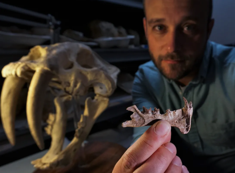 第一只剑齿虎出现的数百万年前 剑齿捕食者Diegoaelurus vanvalkenburghae已出现