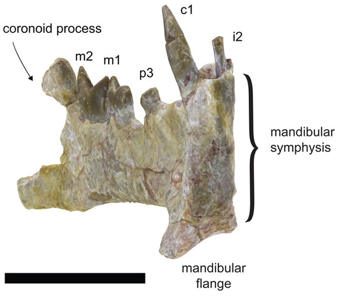 第一只剑齿虎出现的数百万年前 剑齿捕食者Diegoaelurus vanvalkenburghae已出现