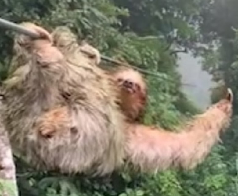 �����޹��Ҹ�˹�������ͯ���ȴ���������߿ջ��� ;�о�ӭ��ײ��һֻ����