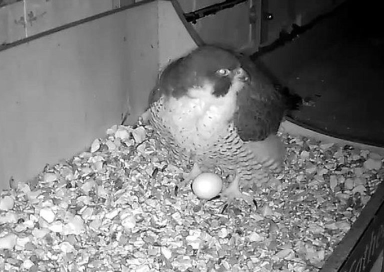 英国威尔特郡索尔兹伯里座堂迎来本年首颗游隼鸟蛋 全程网上直播