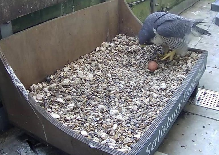 英国威尔特郡索尔兹伯里座堂迎来本年首颗游隼鸟蛋 全程网上直播